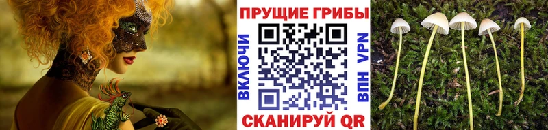 как найти наркотики Усть-Илимск Галлюциногенные грибы мицелий